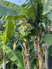 Musa basjoo