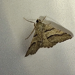 Digrammia continuata