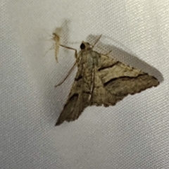 Digrammia continuata