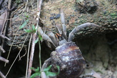 Coenobita cavipes