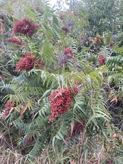 Rhus glabra