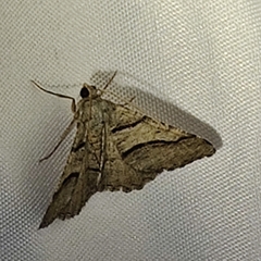 Digrammia continuata