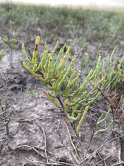 Suaeda linearis