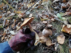 Cortinarius trivialis