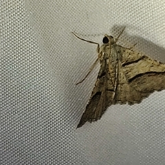 Digrammia continuata