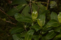 Coprosma putida