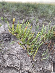 Suaeda linearis