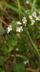 Euphrasia officinalis