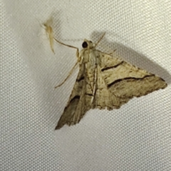 Digrammia continuata