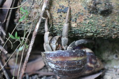 Coenobita cavipes