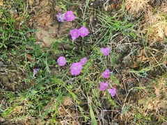 Agalinis heterophylla