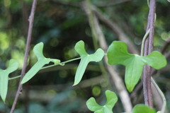 Dioscorea japonica