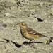 American Pipit - Photo (c) ikso_99, some rights reserved (CC BY-NC-SA)
