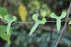 Dioscorea japonica