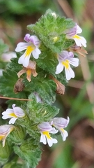 Euphrasia officinalis