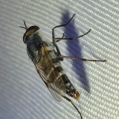 Ozodiceromyia