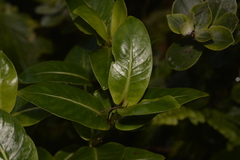 Coprosma putida