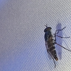 Ozodiceromyia
