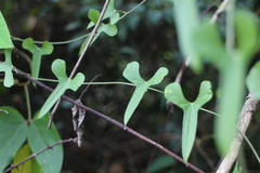 Dioscorea japonica