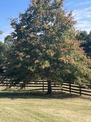 Quercus palustris