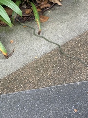 Chrysopelea paradisi