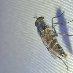 Ozodiceromyia