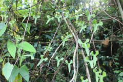 Dioscorea japonica