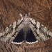 Yellow-Gray Underwing - Photo no rights reserved, uploaded by Ken Kneidel