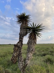 Yucca treculiana