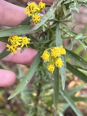 Solidago simplex