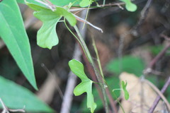 Dioscorea japonica