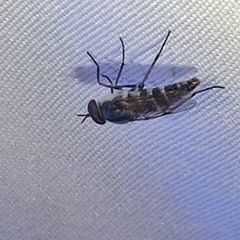 Ozodiceromyia