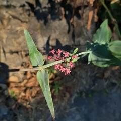 Centranthus ruber