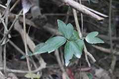 Clematis formosana