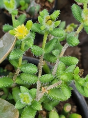 Delosperma