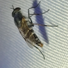 Ozodiceromyia