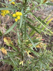 Solidago simplex