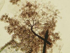 Collaria arcyrionema