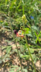 Macroptilium atropurpureum