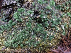 Fissidens bryoides