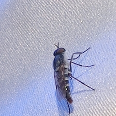Ozodiceromyia