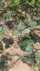 Macroptilium atropurpureum