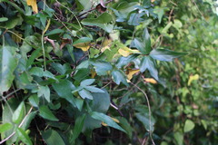Clematis formosana