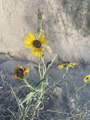 Helianthus