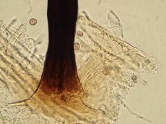 Collaria arcyrionema