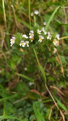Euphrasia officinalis