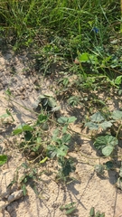 Macroptilium atropurpureum