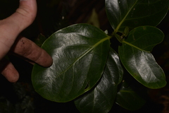 Cryptocarya gregsonii