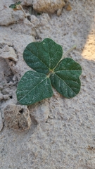 Macroptilium atropurpureum