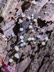 Helicogloea compressa
